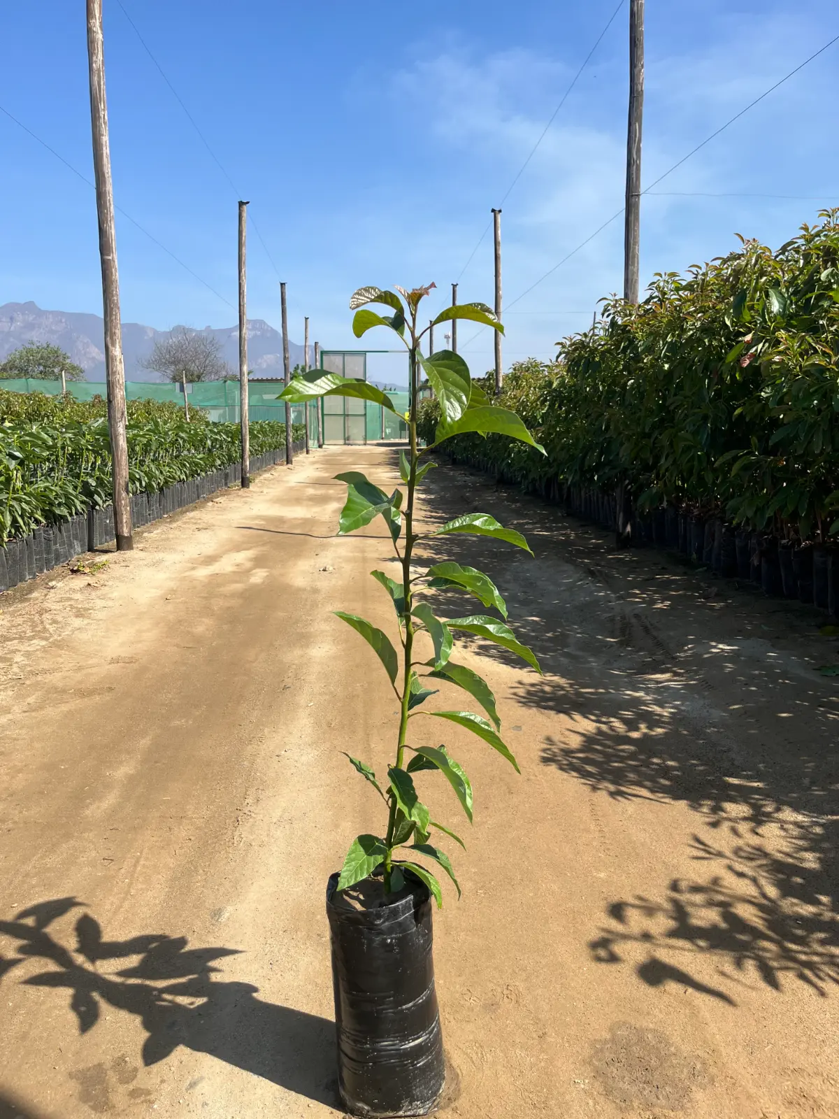 Patrón Zutano para palta